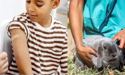 Zoonosis: vacunarán perros y gatos