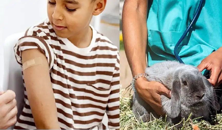 Zoonosis: vacunarán perros y gatos