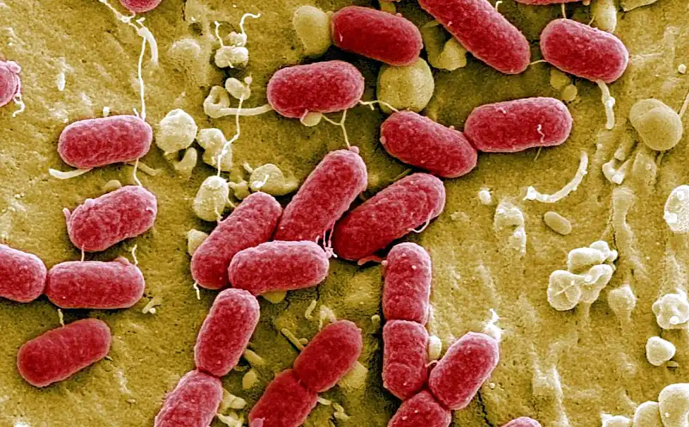 Nutricionistas explican qué hacer para evitar el SUH 37 Nutricionistas explican qué hacer para evitar el SUH