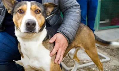 jornada adopción responsable