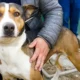 jornada adopción responsable