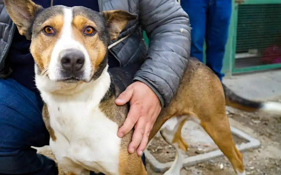 jornada adopción responsable