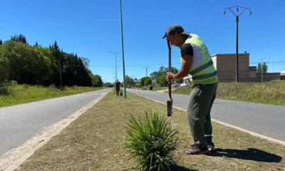 Arbolado urbano