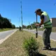 Arbolado urbano
