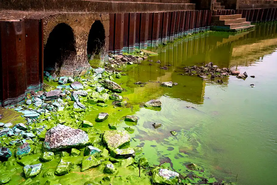 Cianobacterias en Buenos Aires: el rol de los municipios y la ciencia 34 cianobacterias