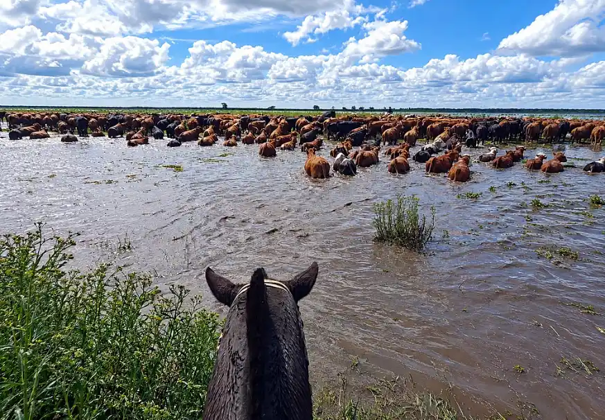 Crecida del Paraná: la inundación amenaza las pasturas y encarece la ganadería 36 Crecida del Paraná