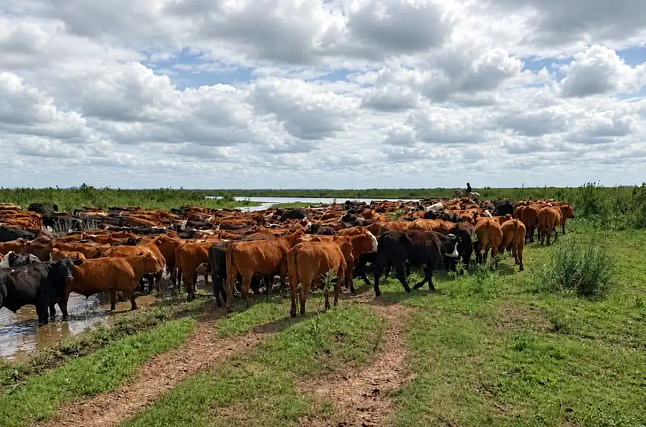 Crecida del Paraná: la inundación amenaza las pasturas y encarece la ganadería 37 Crecida del Paraná