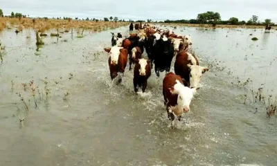 Crecida del Paraná