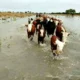 Crecida del Paraná