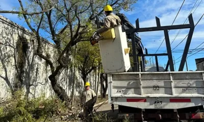 poda arbolado